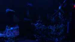 Aquarium Becken 22188