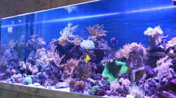 Aquarium Becken 22344