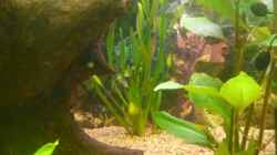 Pflanzen im Aquarium Becken 22387