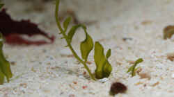 Pflanzen im Aquarium Seewasser