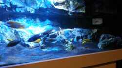 Besatz im Aquarium Becken 22990 STEHT ZUM VERKAUF !!!