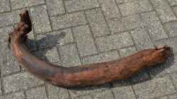 eBay-Wurzel 2: Wurzeldurchmesser ca. 12cm, auch Sie war schon im alten Becken.