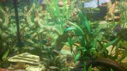 Pflanzen im Aquarium Juwel Rio 240
