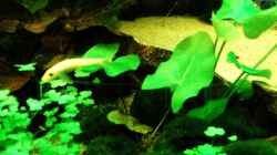 Grüner Tigerlotus und goldene Saugschmerle