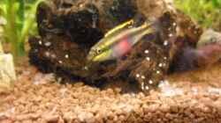 Purpurprachtbarsch (Pelvicachromis pulcher)