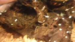 Purpurprachtbarsch (Pelvicachromis pulcher) Nachwuchs
