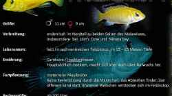 Artentafel Labidochromis caeruleus