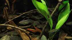 Schwarm Kongosalmler im Becken