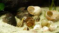 Besatz im Aquarium Kleiner Tanganjikasee