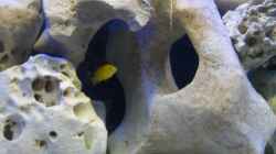 Labidochromis caeruleus Yellow