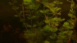 oben treibt das Seemandelbaum Blatt
