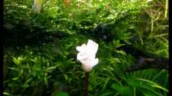  Bucephalandra motleyana Blühte