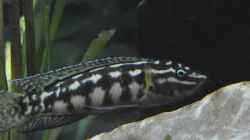 Weibchen meiner Julidochromis marlieri