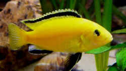 Labidochromis caeruleus  yellow