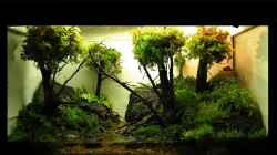 Aquarium 'Mossy Forest' Paludarium