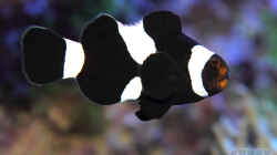 Amphiprion ocellaris black - Falscher Clown-Anemonenfisch