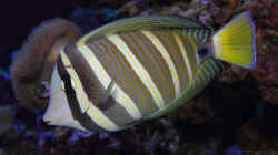 Zebrasoma velifer - Pazifischer Segelflossen-Doktorfisch