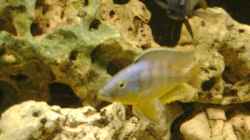 Eclectochromis ´mbenjii´ Thick Lip