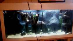 Aquarium 450 Liter Malawi