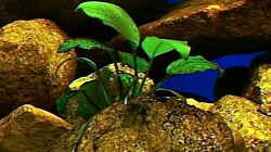 Anubias barteri var. nana - Afrikanisches Zwerg-Speerblatt