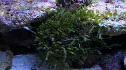 Caulerpa brachypus - Alge - mit dem Lebendgestein ins Becken gekommen.