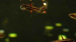11.01.14 ~ Zwergziersalmler (Nannostomus marginatus) bei der Fütterung