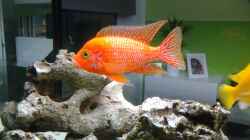 Aulonocara sp. firefish Bock
