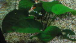 Pflanzen im Aquarium Becken 254