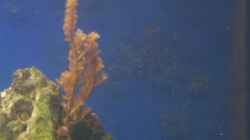 Pflanzen im Aquarium Becken 2550