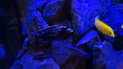 Besatz im Aquarium Juvel Rio 300-Kombination dunkelbraun