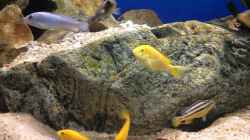 Einige Labidochromis caeruleus