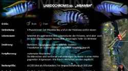 Labidochromis sp. ???mbamba??? lebt in der sedimentreichen Felszone- wo er viele