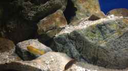 Labidochromis sp. ?hongi? und  Labidochromis caeruleus