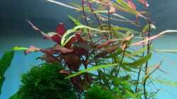 Pflanzen im Aquarium Juwel RIO 125