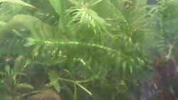 Pflanzen im Aquarium mein 54l Becken neu gemacht