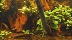 Pflanzen im Aquarium Becken 2601