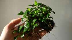 Anubias nana bonsai vor dem Einsetzen