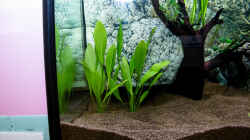 Pflanzen im Aquarium Chichlidius Tank