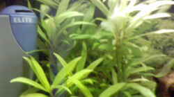 Pflanzen im Aquarium Becken 2628