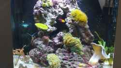 Besatz im Aquarium Sera Marin LED 130