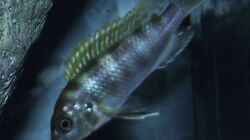 Labidochromis sp. ´perlmutt´ Weibchen