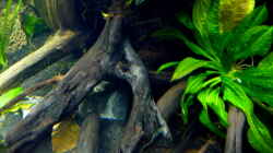 Aquarium Micro-Dschungel