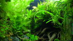Aquarium Micro-Dschungel