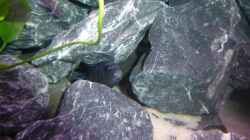 Besatz im Aquarium Demasoni Rocks - aufgelöst