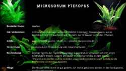 Microsorum Pteropus
