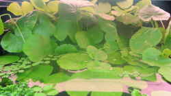 Pflanzen im Aquarium Amazonas Nebenfluss (aufgelöst)