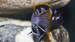 Labidochromis sp. mbamba ´Backansicht´