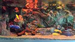 Aquarium Malawi african sea or "Der Mühe Lohn"