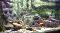 Aquarium Becken 285