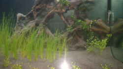 Dekoration im Aquarium Becken 2862